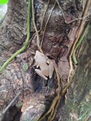 Pristimantis ramagii