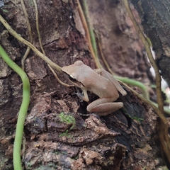 Pristimantis ramagii