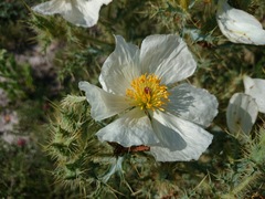 Argemone echinata
