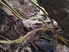 Pristimantis ramagii