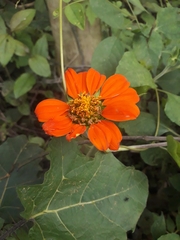 Zinnia elegans