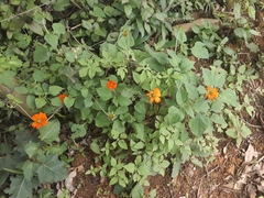 Zinnia elegans