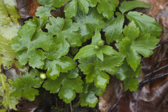 Ranunculus cappadocicus