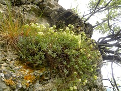 Hormathophylla halimifolia