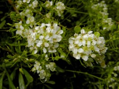 Hormathophylla halimifolia