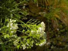 Hormathophylla halimifolia