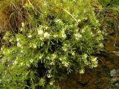 Hormathophylla halimifolia