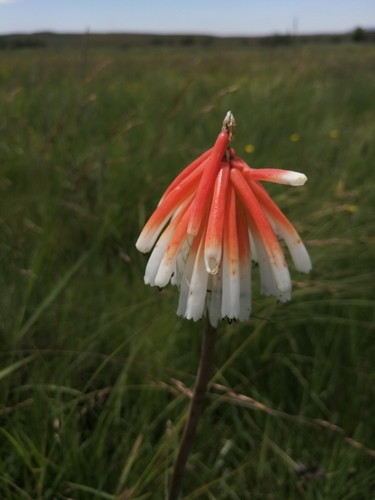 Pale Poker (Kniphofia thodei)