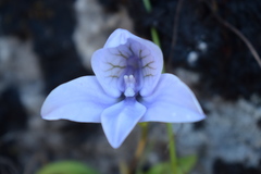 Disa longicornu