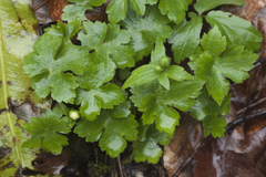 Ranunculus cappadocicus