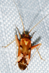 Phytocoris junipericola