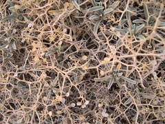 Hormathophylla spinosa