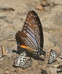Graphium xenocles