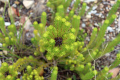 Agathosma gonaquensis