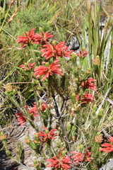 Erica abietina