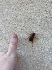 Periplaneta americana