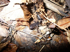 Plethodon teyahalee