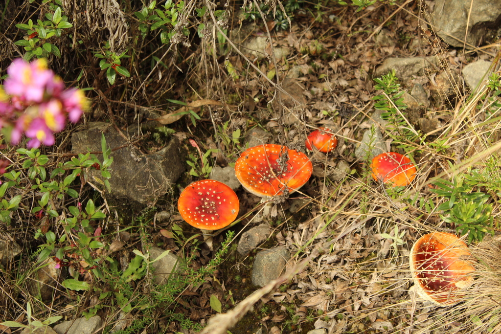 Amanita muscaria flavivolvata · December 2020 · photo: © nicolasr (iNaturalist, cc-by)