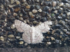 Pingasa ruginaria pacifica