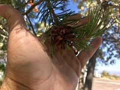 Pinus cembroides bicolor