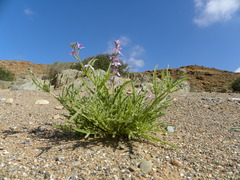Matthiola fruticulosa