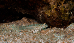 Brown-Speckled Sand-Goby photo 5