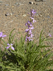 Matthiola fruticulosa