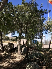 Pinus cembroides bicolor