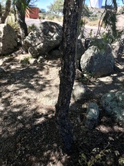 Pinus cembroides bicolor