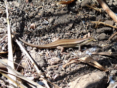 Trachylepis quinquetaeniata