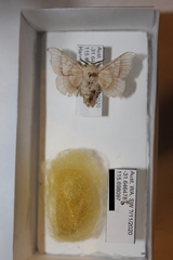 Bombyx mori