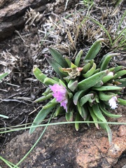 Delosperma carolinense
