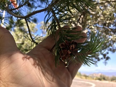 Pinus cembroides bicolor