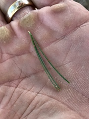 Pinus cembroides bicolor