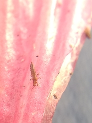 Thysanoptera