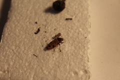 Castiarina gardnerae