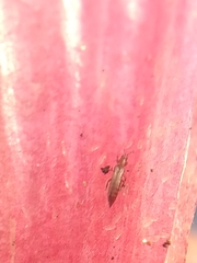 Thysanoptera