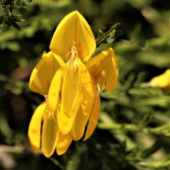 Cytisus scoparius