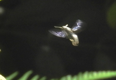 Sataspes