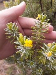 Euryops annae