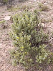 Euryops annae