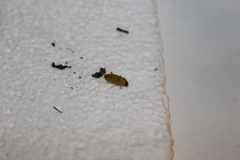 Castiarina subtestacea