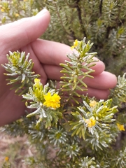 Euryops annae