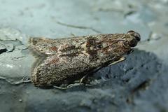 Indomyrlaea ferreotincta