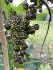 Alchornea
