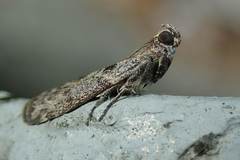 Indomyrlaea ferreotincta