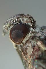 Indomyrlaea ferreotincta