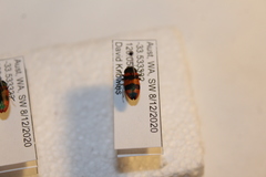 Castiarina crenata