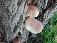 Cyclocybe cylindracea