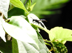 Allorhynchium chinense